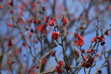 紅梅の花