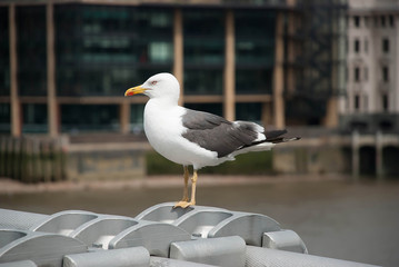 Seagull standing on a Millennium bridge in London and looks to the camera.