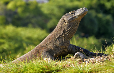 Portrait of the Komodo dragon ( Varanus komodoensis ) 