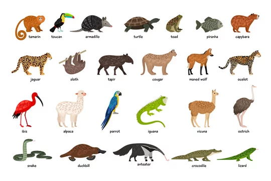 Large set of animals of South America Stock Vector | Adobe Stock Large set of animals of South America Stock Vector | Adobe Stock