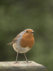 robin