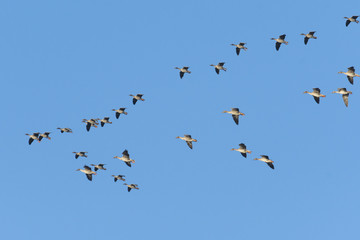 オオヒシクイ(Bean goose)