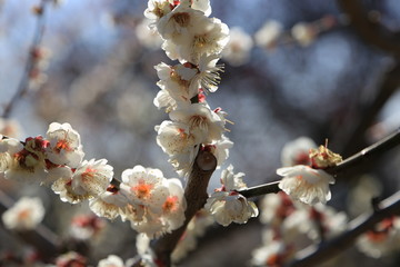 白梅の花