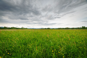 Beautiful landscape. Field flower meadow at sunset. field Narciso