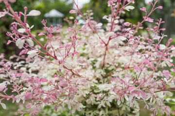 Obraz premium pink and white leaves flower in the growth garden
