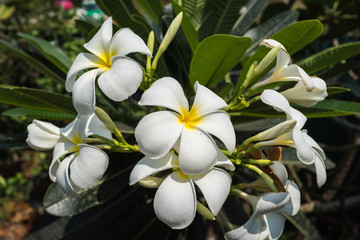 Fototapeta premium bright white flower in tropical summer garden