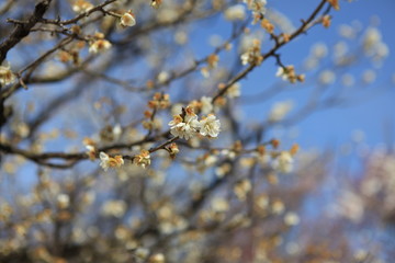 白梅の花