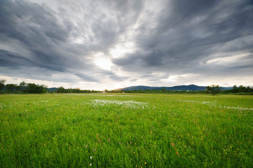 Beautiful landscape. Field flower meadow at sunset. field Narciso