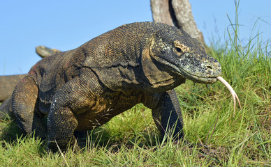 Obraz premium Komodo dragon ( Varanus komodoensis ) with the forked tongue sn