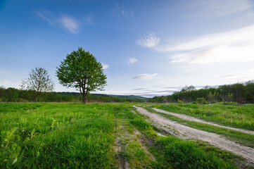 Fototapeta na wymiar Beautiful landscape. Nature of western Ukraine. Tree on the field on a background of dramatic cloudy sky