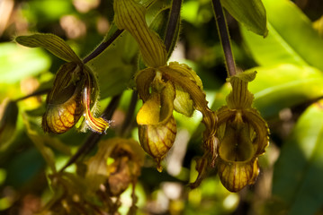 Orchid growing in La Gran Sabana, Venezuela