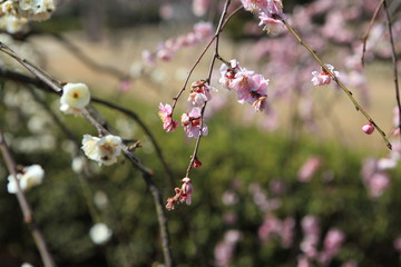 白梅の花