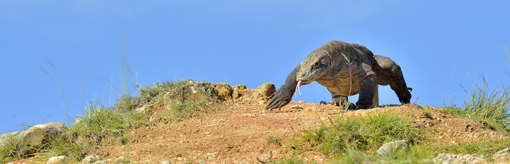 Attack of a Komodo dragon. The dragon running on sand. The Running Komodo dragon ( Varanus komodoensis ) .  Is the biggest living lizard in the world.  On island Rinca. Indonesia.