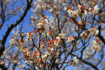白梅の花