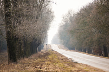 Obraz na płótnie Canvas Empty spring road. Sunny march day.