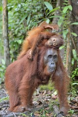 Mother orangutan and cub in a natural habitat. Bornean orangutan (Pongo  pygmaeus wurmmbii) in the wild nature. Rainforest of Island Borneo. Indonesia. © Uryadnikov Sergey