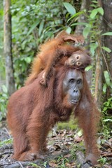 Mother orangutan and cub in a natural habitat. Bornean orangutan (Pongo  pygmaeus wurmmbii) in the wild nature. Rainforest of Island Borneo. Indonesia.