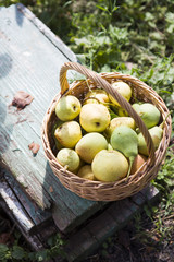 Груши в корзине