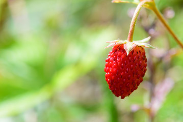 One berry of wild strawberry with greenery copy space