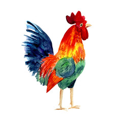 Rooster symbol 2017. Bright Watercolor illustration. Fashionable print on t-shirts, bags, cases for smartphones, textiles, fashion design