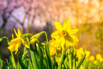 Gelbe Narzissen blühen im Frühling. Narzissen im strahlenden Morgenlicht. Frühlingsblumen im Morgenlicht. Gelbe Narzissen blühen auf Wiese.