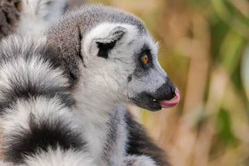 Fototapeta premium Ring-tailed lemur (Lemur catta) with tongue sticking out. Most familiar large strepsirrhine primate in the family Lemuridae licking nose