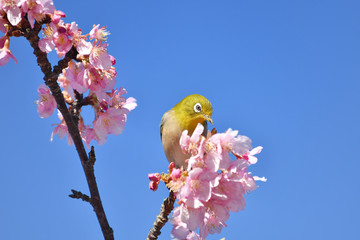 桜とメジロ