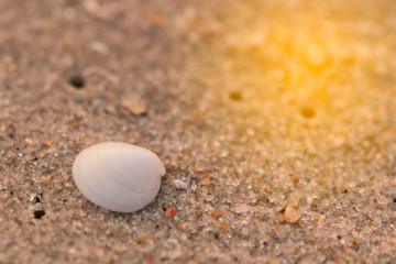 Fototapeta na wymiar Sandy beach with small shells in the morning..