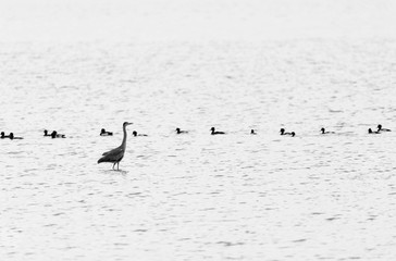 A lonely bird stands in the water