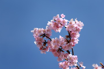 青空と河津桜
