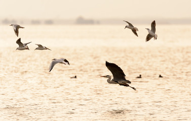 Obraz premium flying birds over the sea