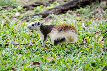 Cute grey squirrel eating in the park