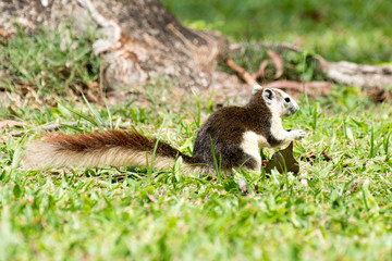 Cute grey squirrel eating in the park
