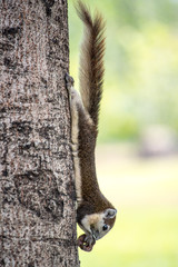 Cute grey squirrel eating in the park