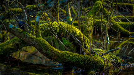 Mossy branch