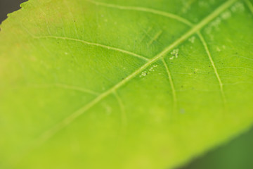 closed up leaf showing details which can be used as background
