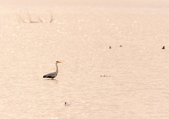 A lonely bird stands in the water