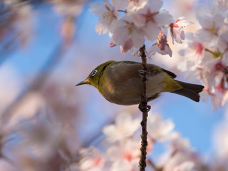 桜の枝のメジロ