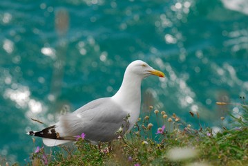 Seagull