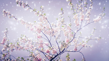 sping cherry tree in bloom with magic stars like a spring background