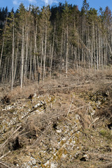  Forest being cut down turning into a dry lifeless field