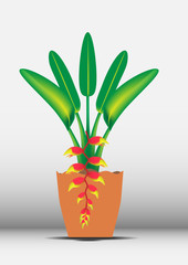 Heliconia flower in pot on white background