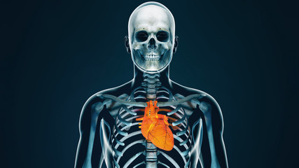 Human Body Transparent Heart Modern Anatomical Concept