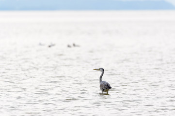 A lonely bird stands in the water