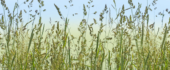 flowering grass in detail - allergens © Vera Kuttelvaserova