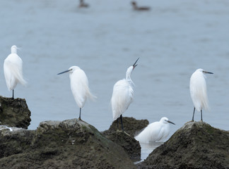 standing seabird