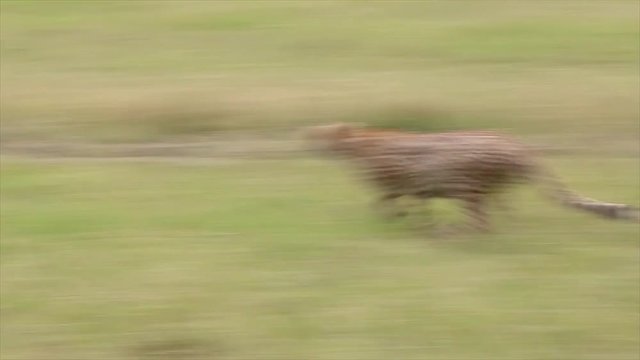 A Cheetah (Acinonyx jubatus) gives chase and successfully kills its prey--a Thomson's Gazelle--in the Masai Mara, Kenya, Africa.