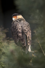 Caracara kijkt om.