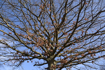 Fototapeta premium Bäume, die auf den Frühling wartet