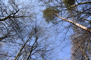 Baum, der auf den Frühling wartet